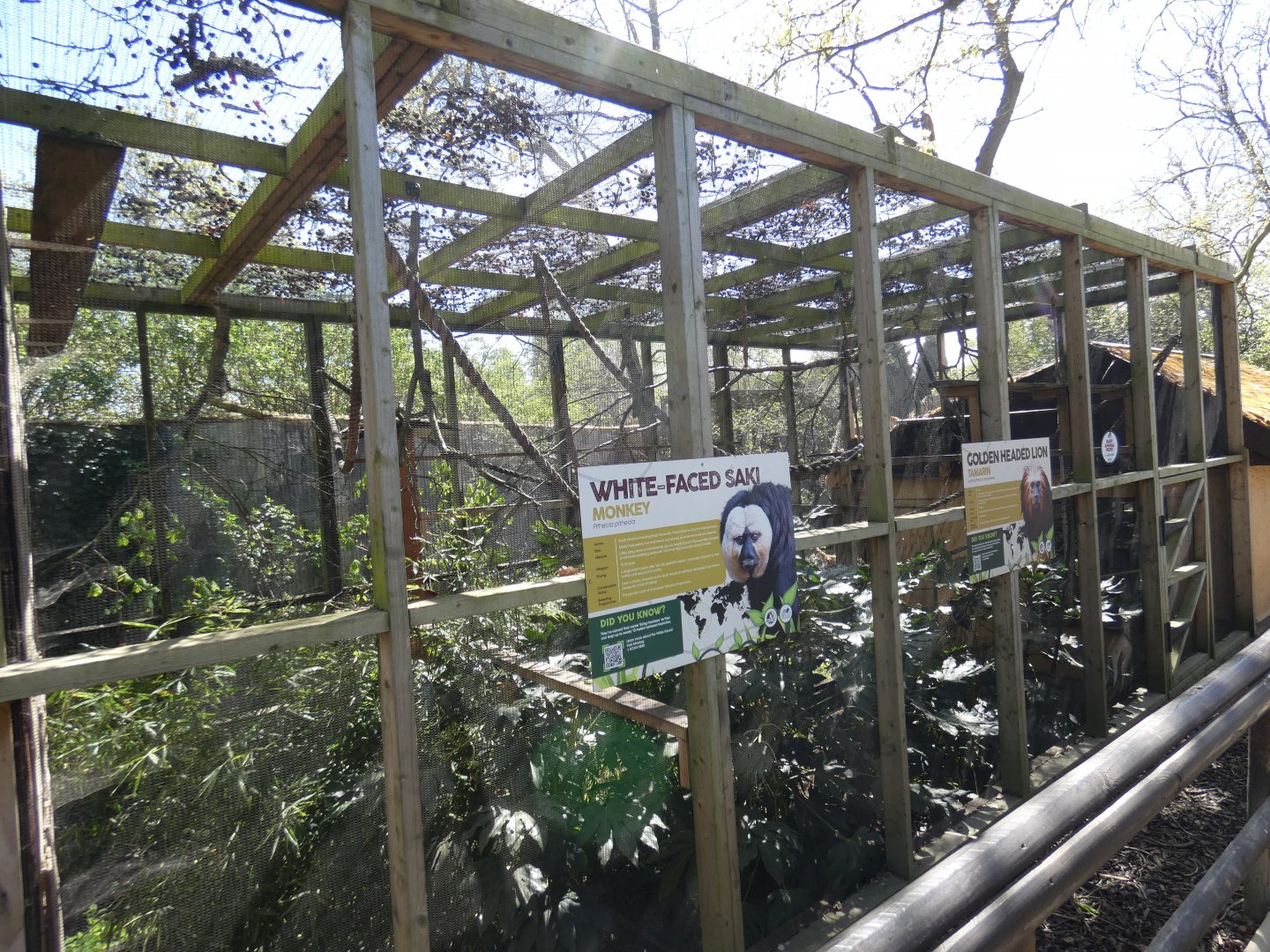 White-faced saki and Golden-headed lion tamarin enclosure