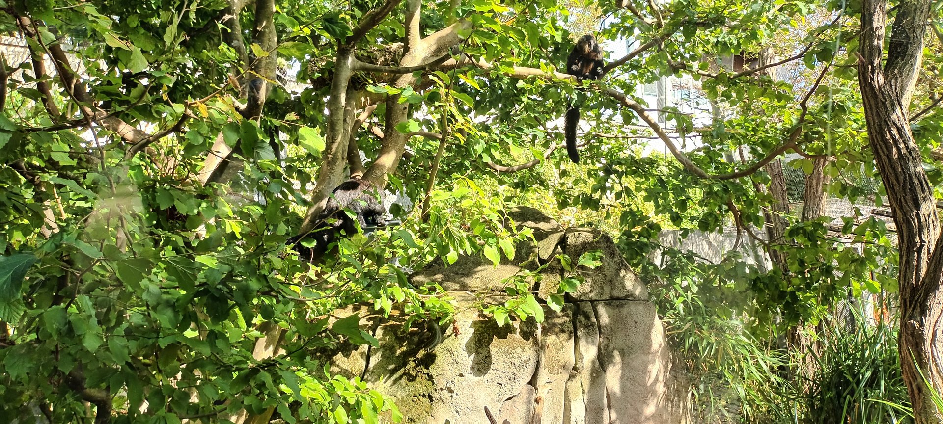 White faced Saki and Golden headed Lion Tamarin outdoor Enclosure