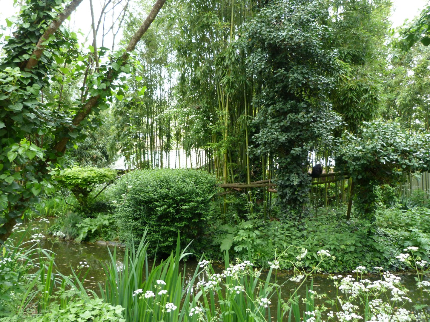 White-faced saki and Golden lion tamarin exhibit -Bioparc de Doué la Fontaine (2025)