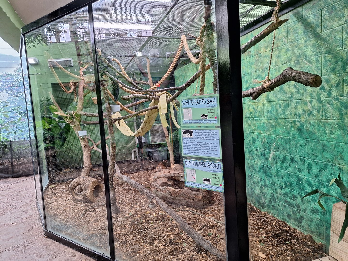White-faced Saki and Red-rumped Agouti enclosure