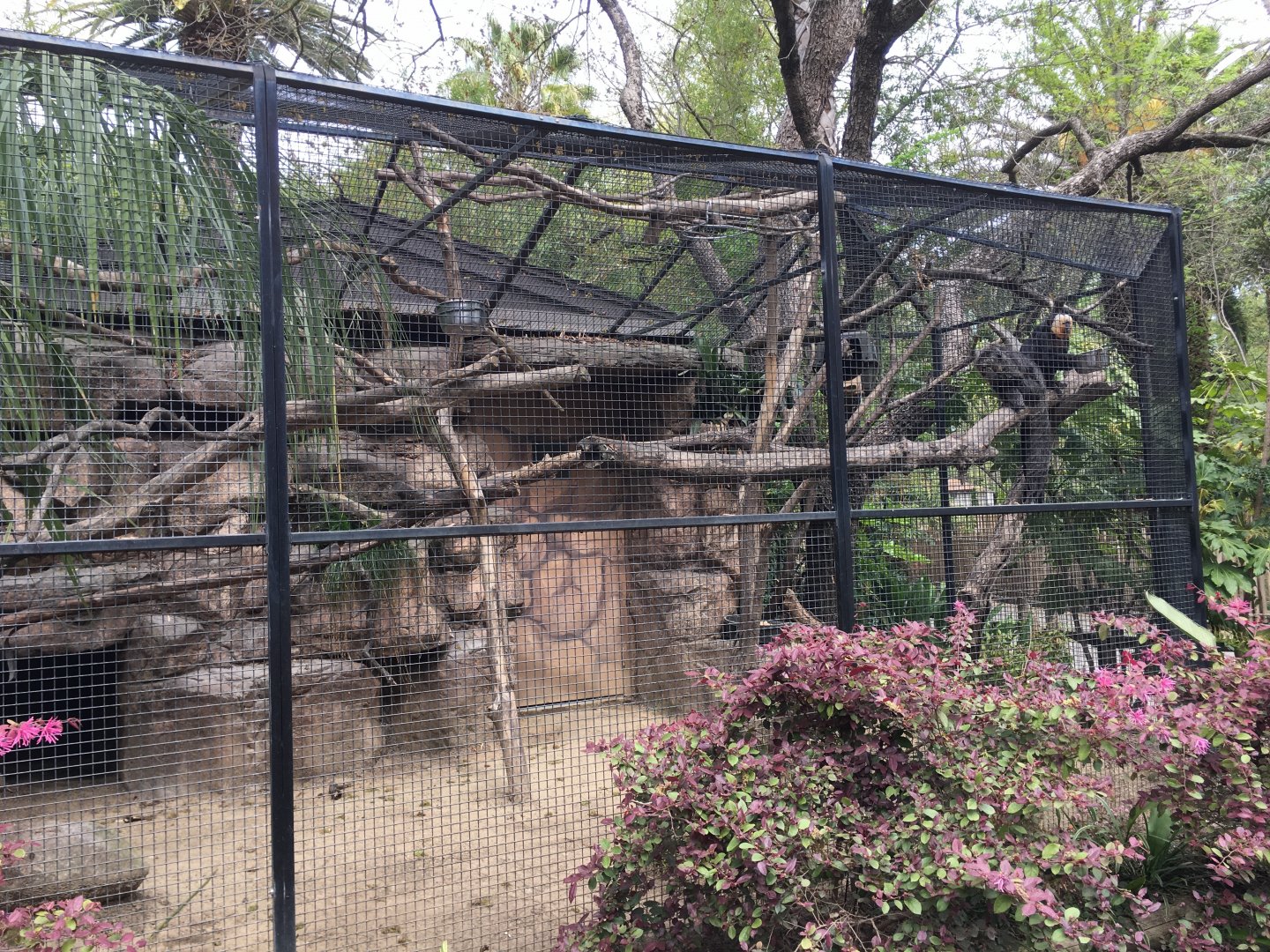 White faced saki and two toed sloth exhibit