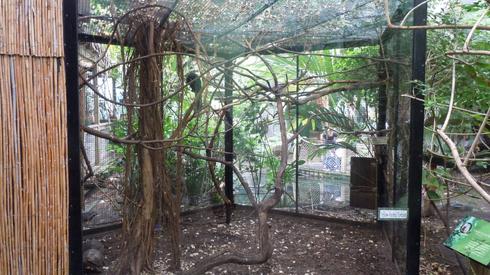 White-faced Saki and Yellow-Footed Tortoise