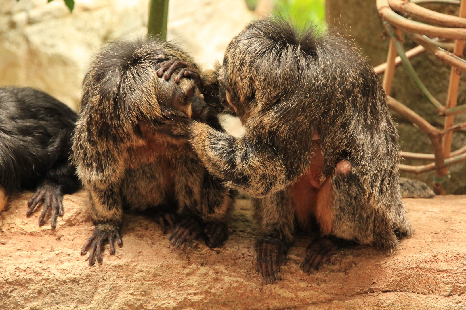 White-faced saki (April 2018)