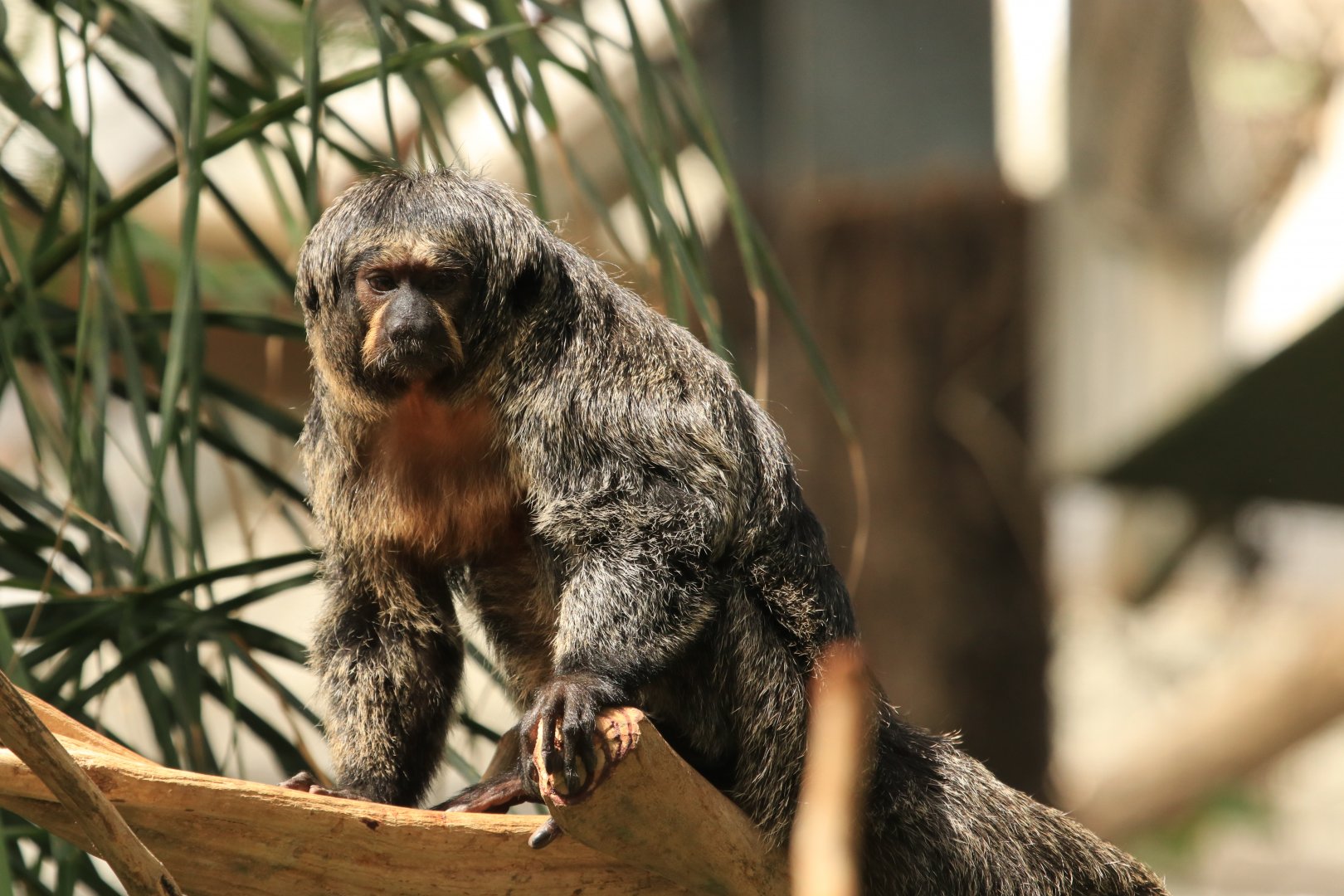 White-faced Saki (April 2019)