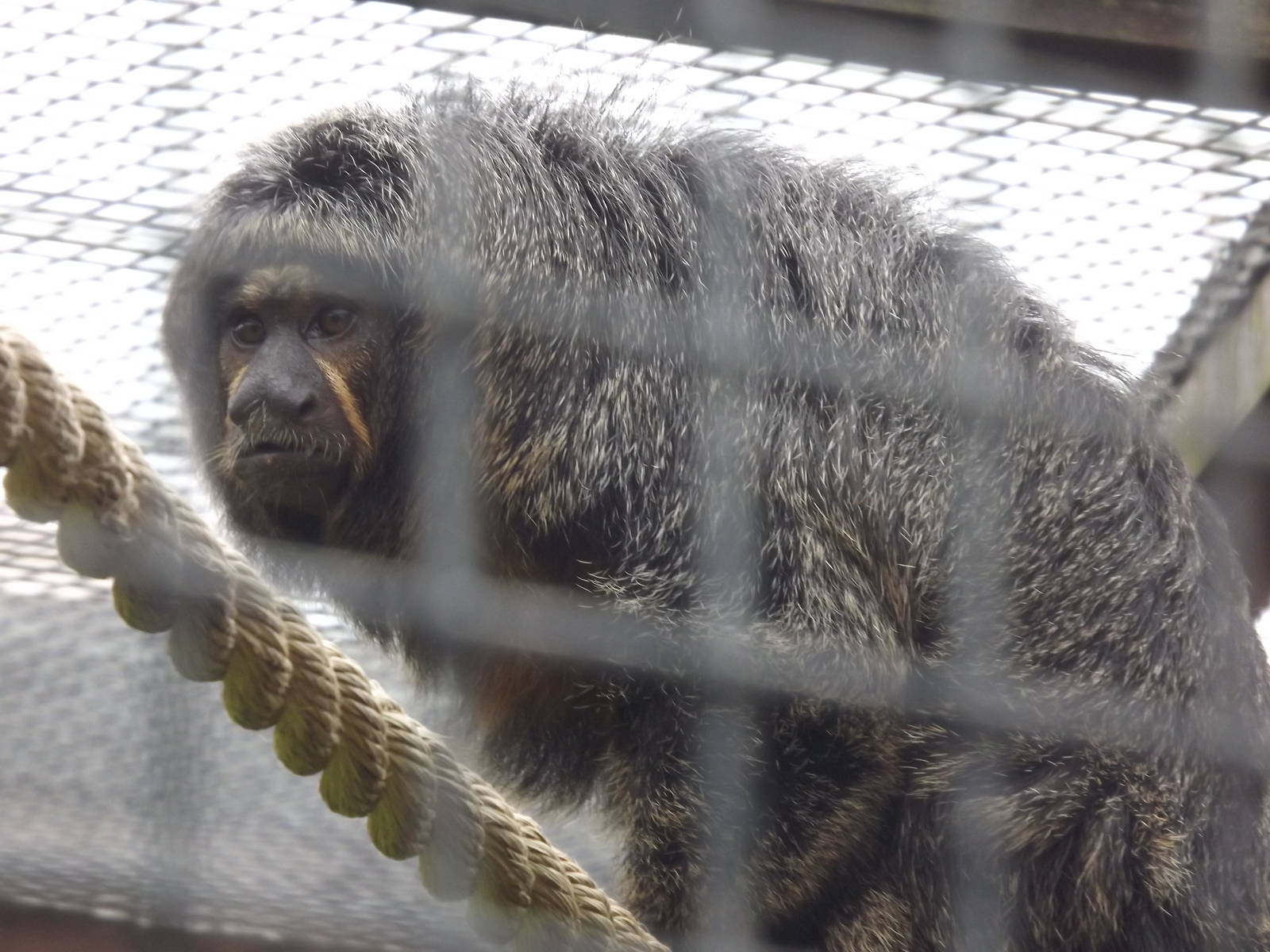 White-Faced Saki at Blackpool Zoo 19/05/12