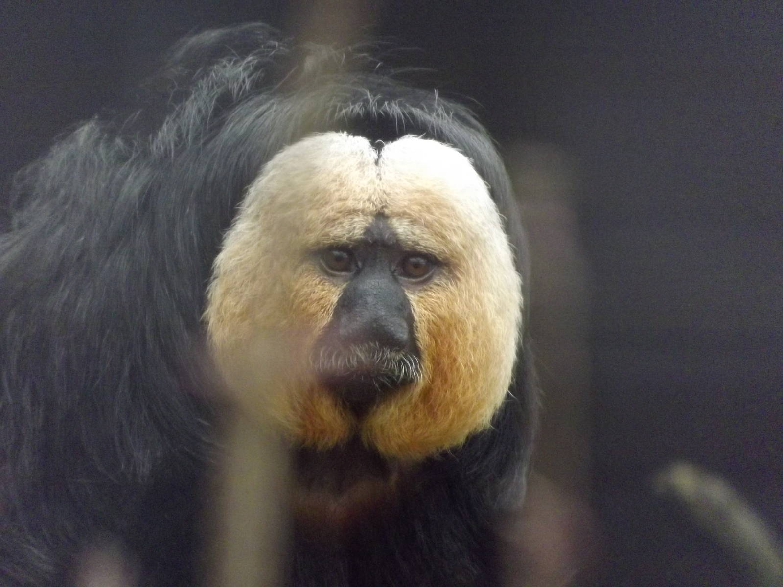 White-Faced Saki at Blackpool zoo 26/02/12