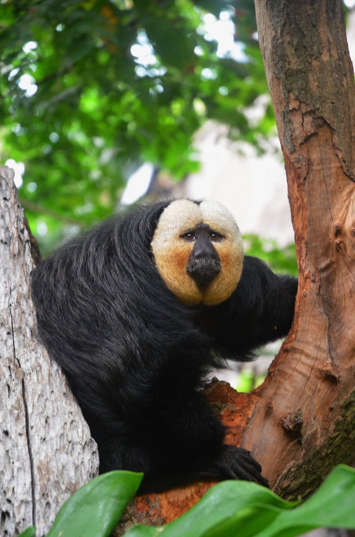 White-faced Saki at Nuremberg, 07/09/19