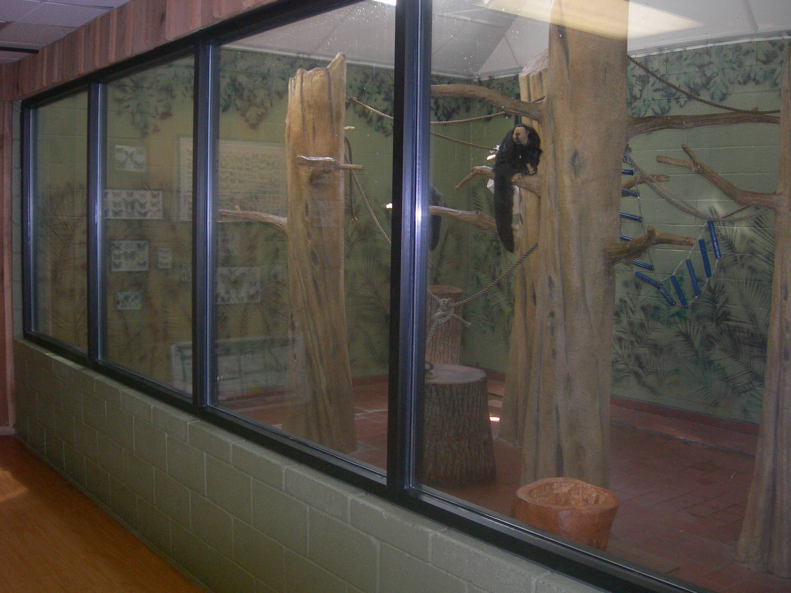 White-faced Saki/Black Howler Monkey indoor  Exhibit