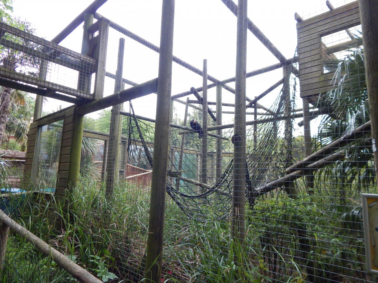 White-faced saki enclosure 150522