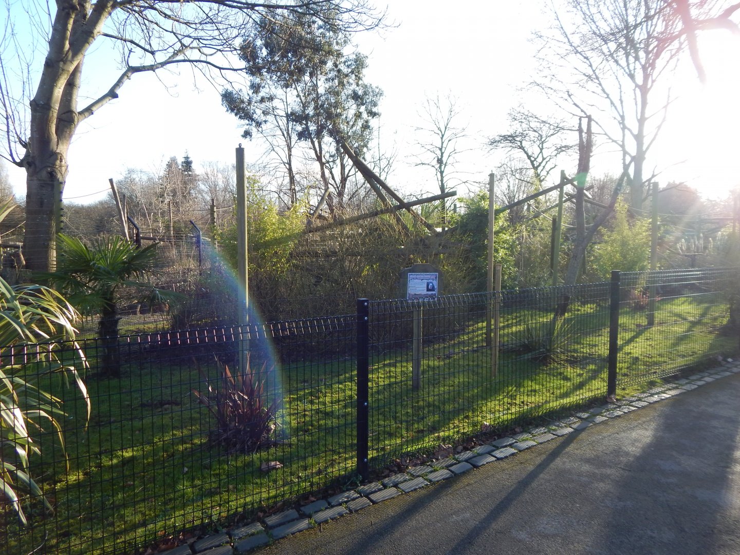 White-faced saki enclosure 260124