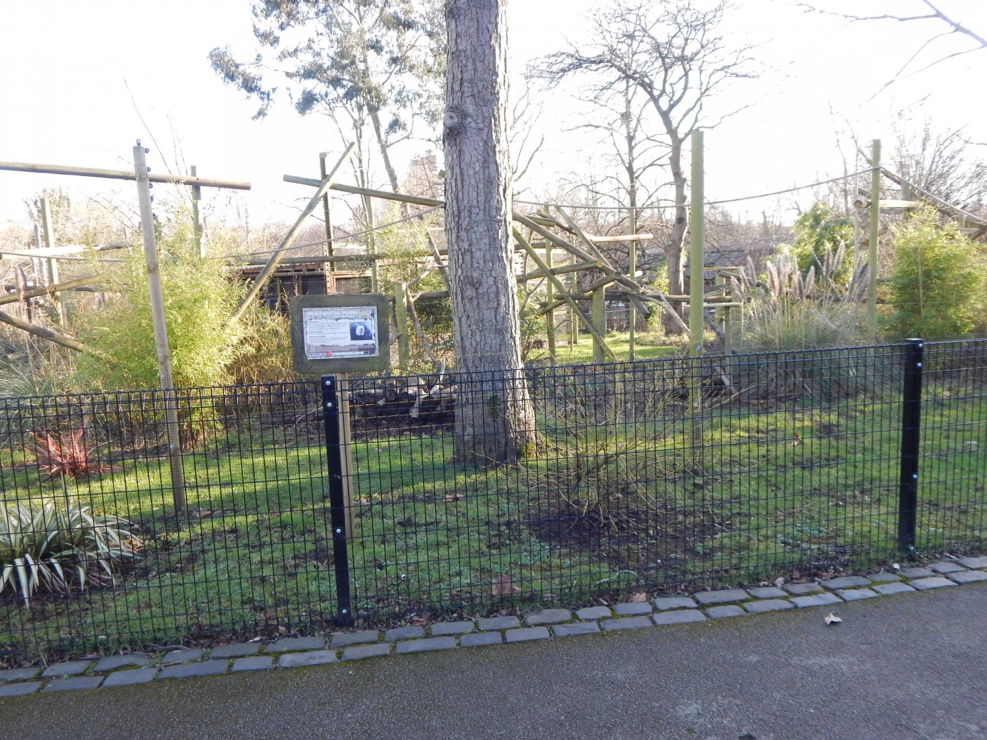 White-faced saki enclosure 260124