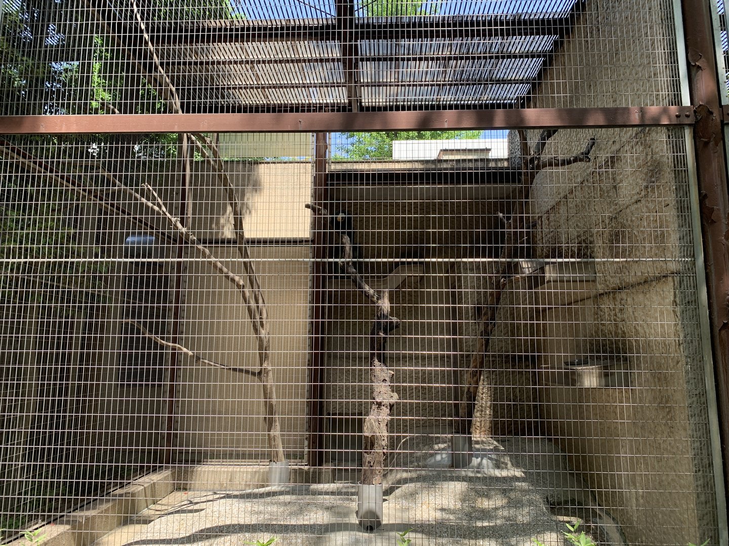 White-faced Saki Enclosure
