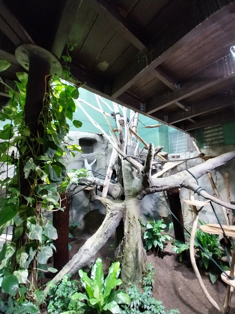 White-faced saki enclosure