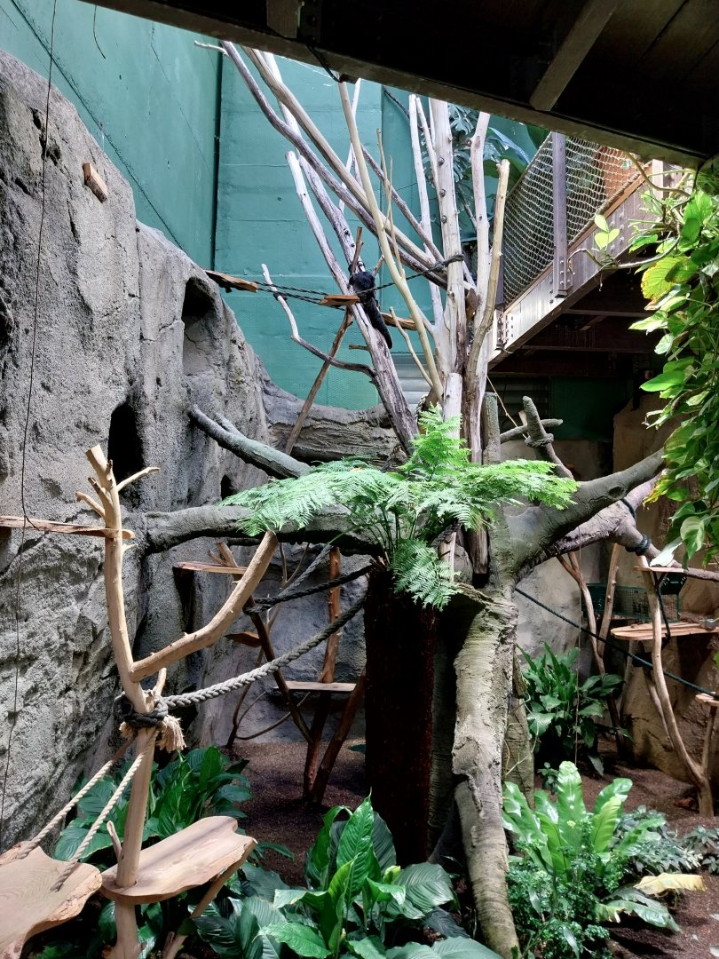 White-faced saki enclosure