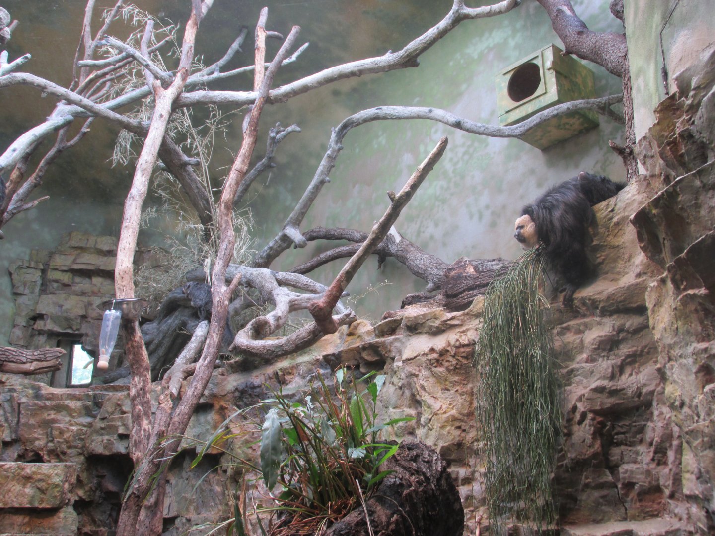 white faced saki enclousure