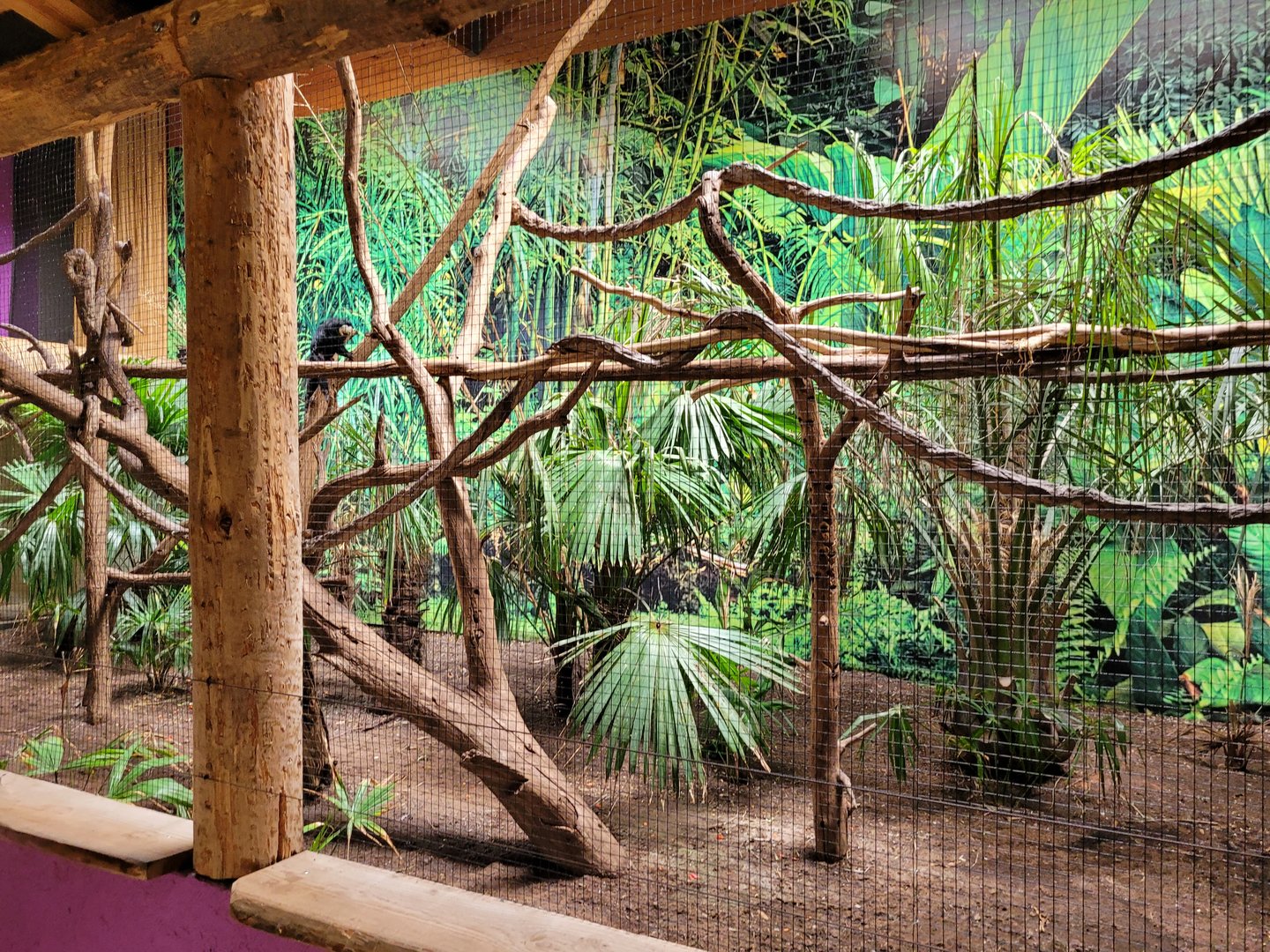 White-faced saki exhibit -Parc Animalier des Pyrénées (2023)