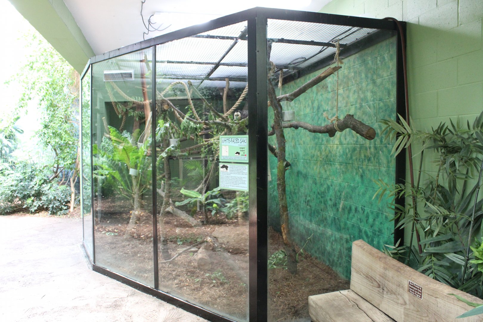 White-faced Saki Exhibit - Rainforest House
