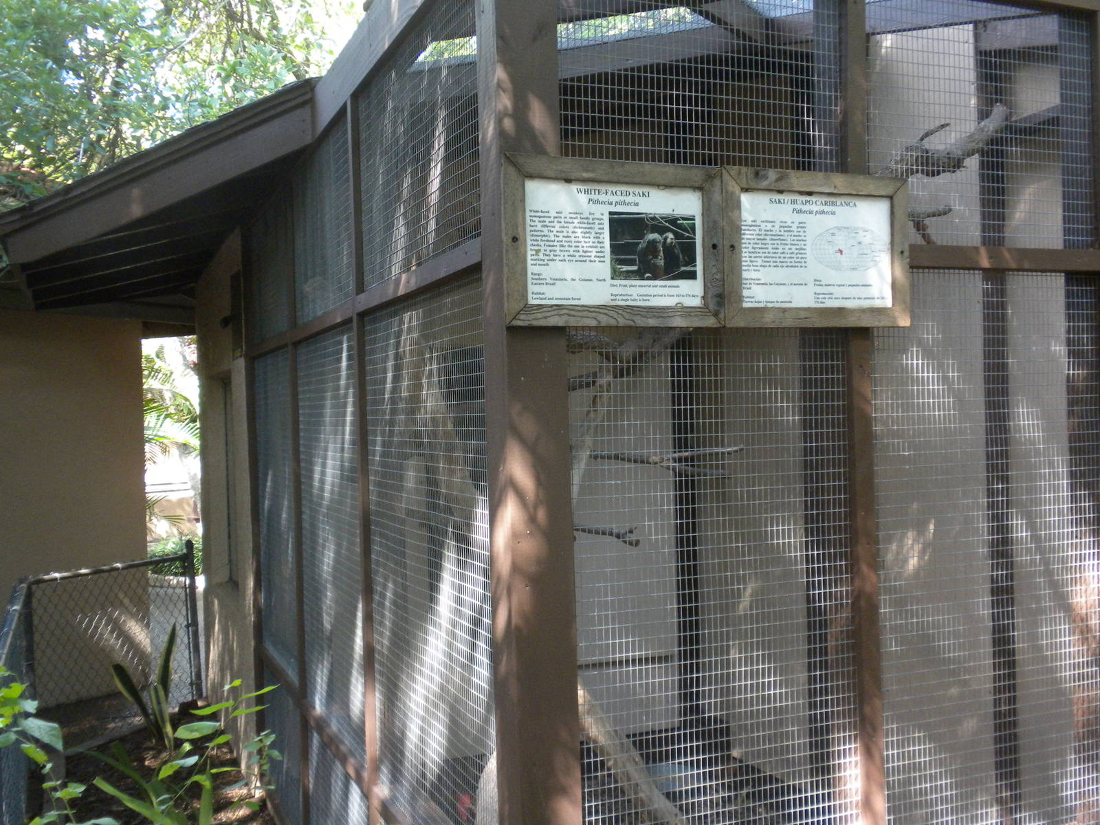 White-Faced Saki exhibit