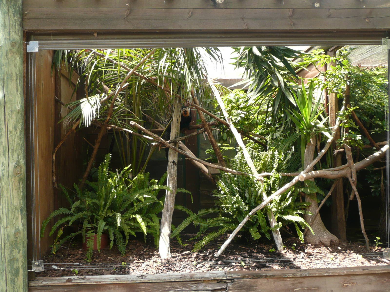 White-faced saki exhibit