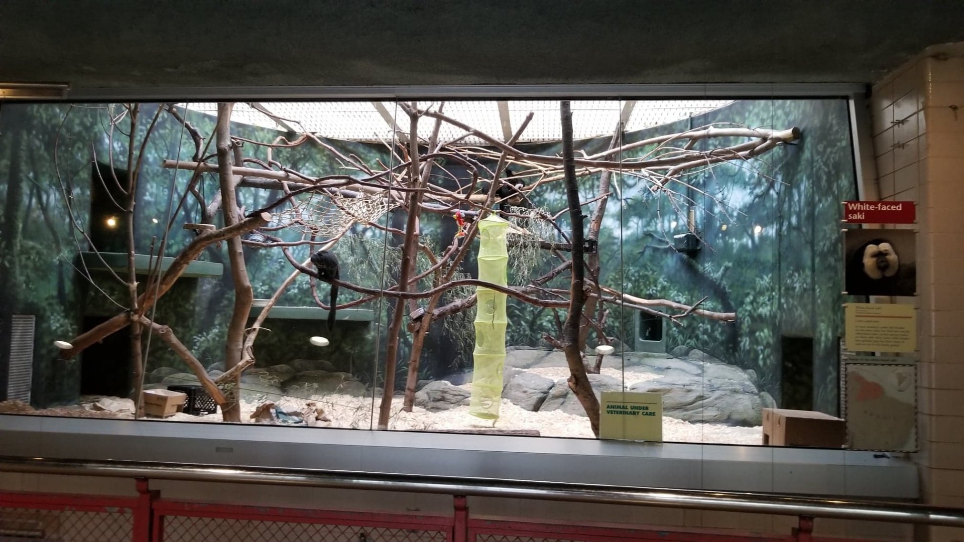 White-faced Saki exhibit