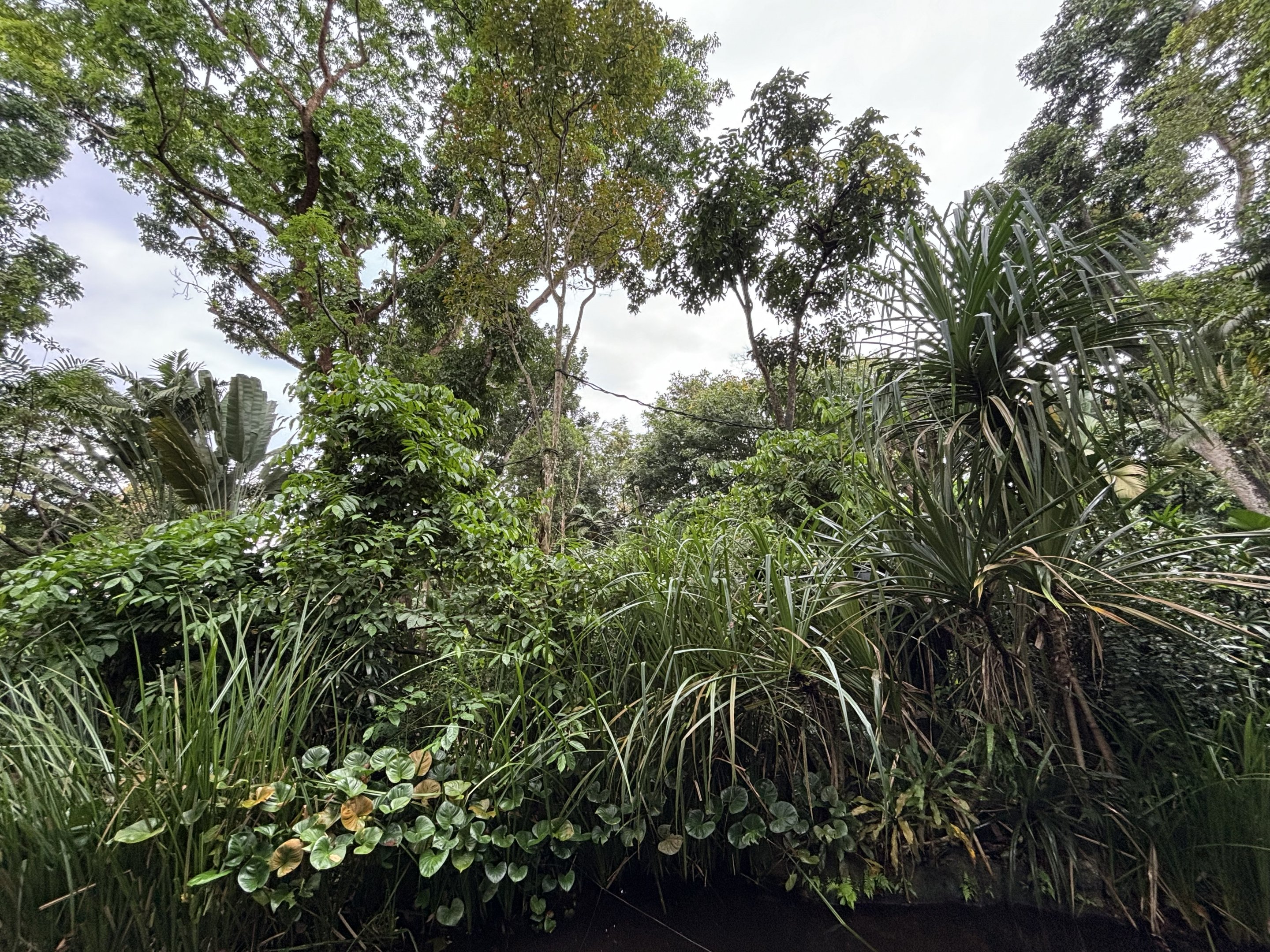 White-faced Saki Exhibit
