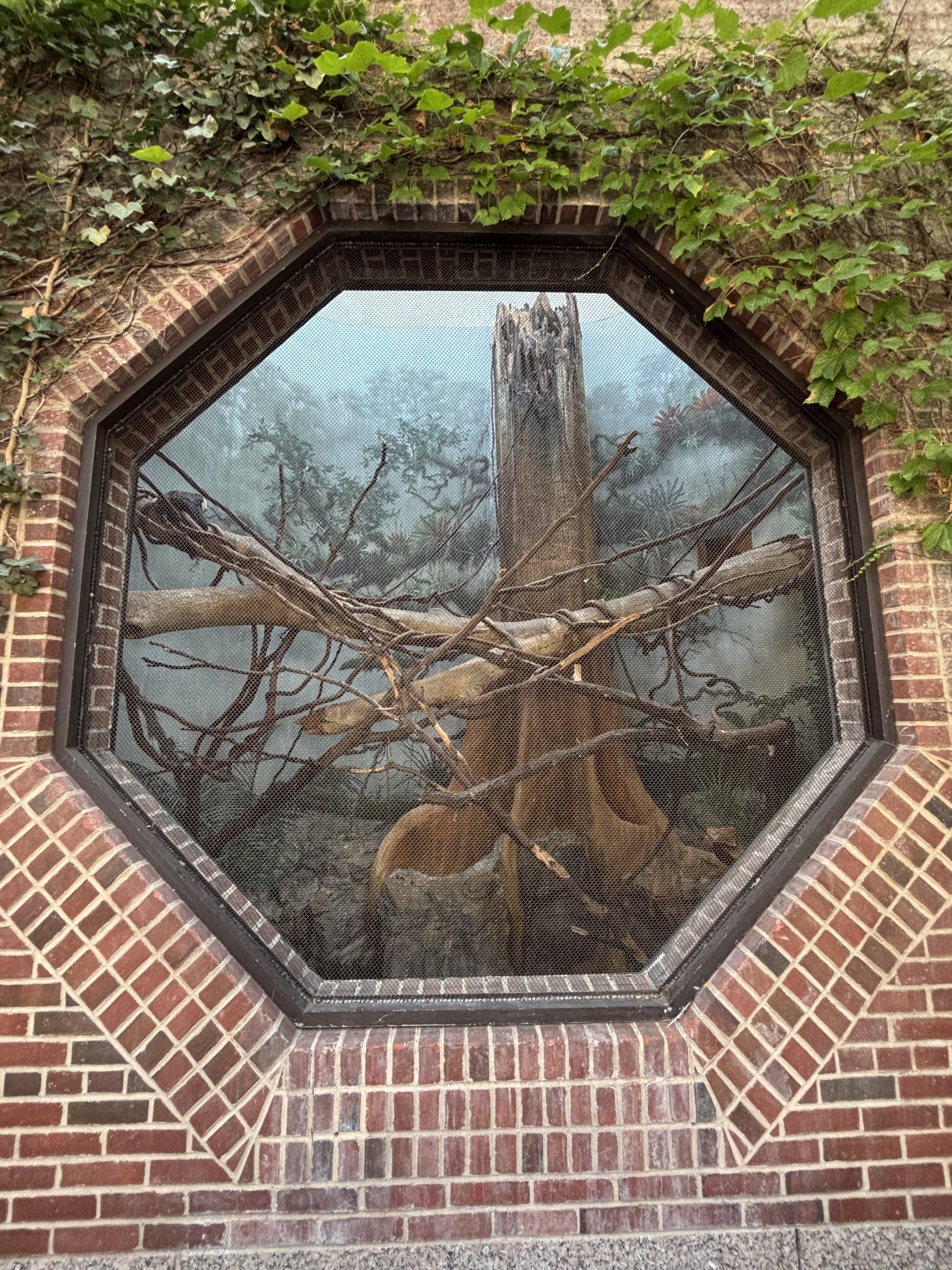 White-faced Saki Exhibit
