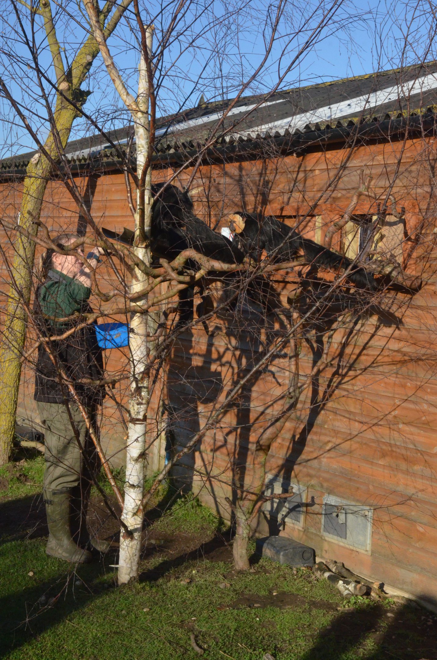 White-faced Saki Feeding Time at Yorkshire WP, 18/01/20