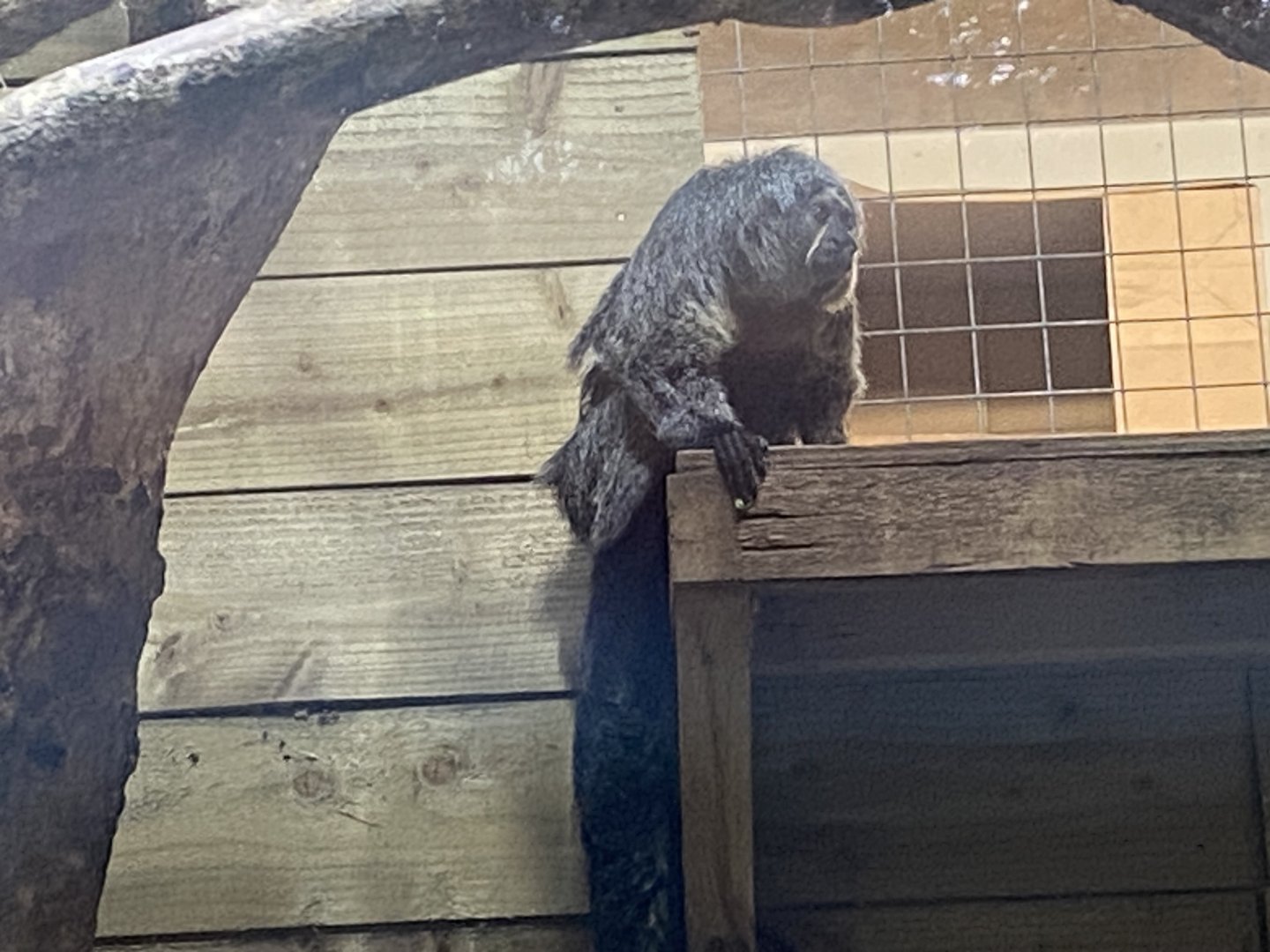 White-faced saki female 170224