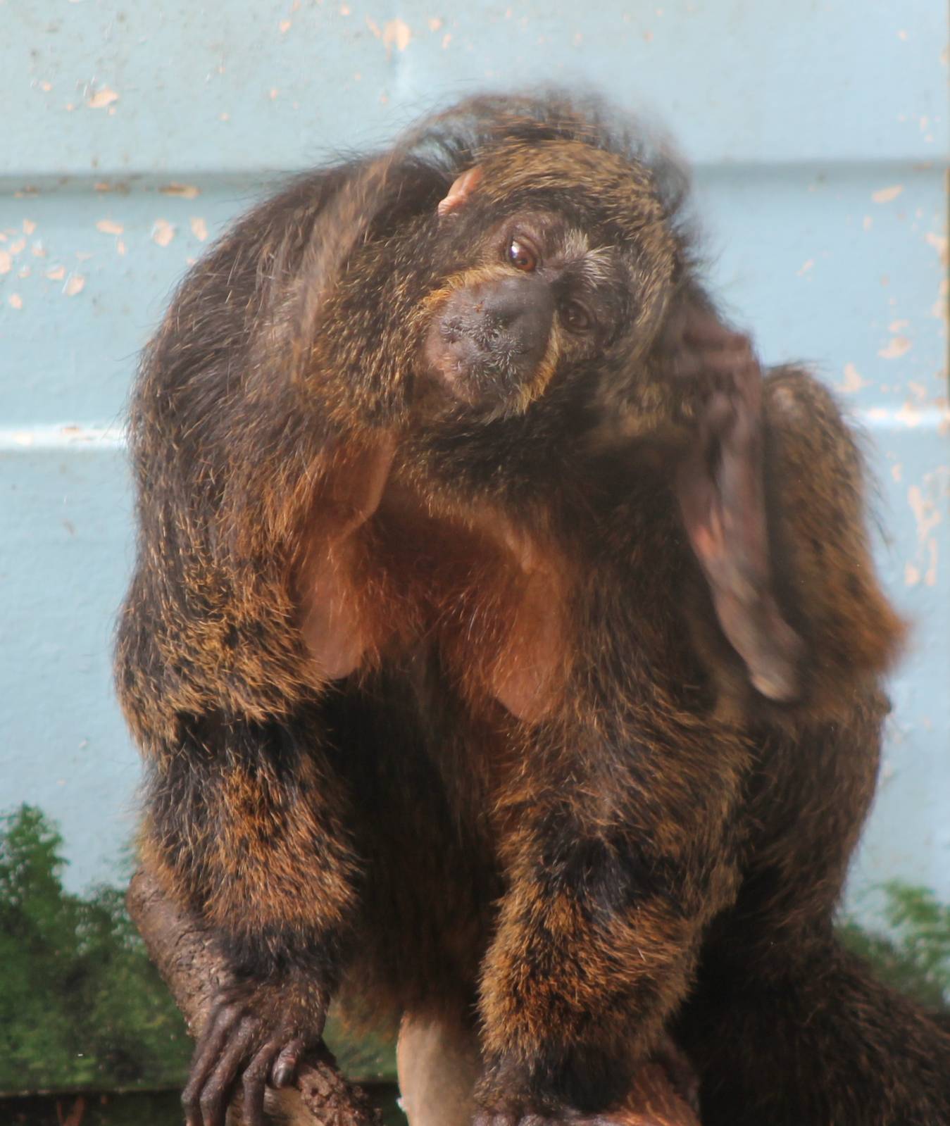 White-faced saki female