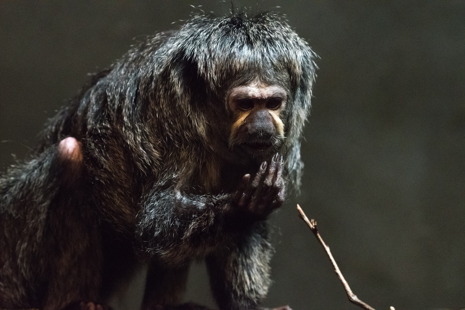White-Faced Saki (female)