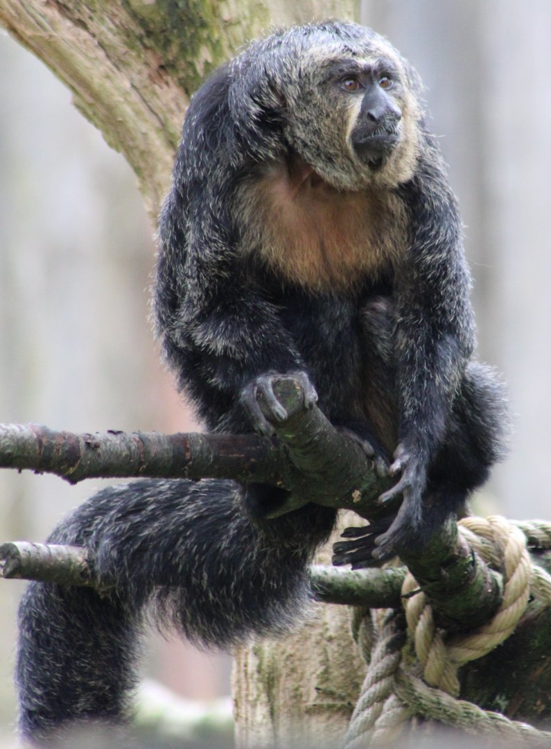 White-faced saki - female