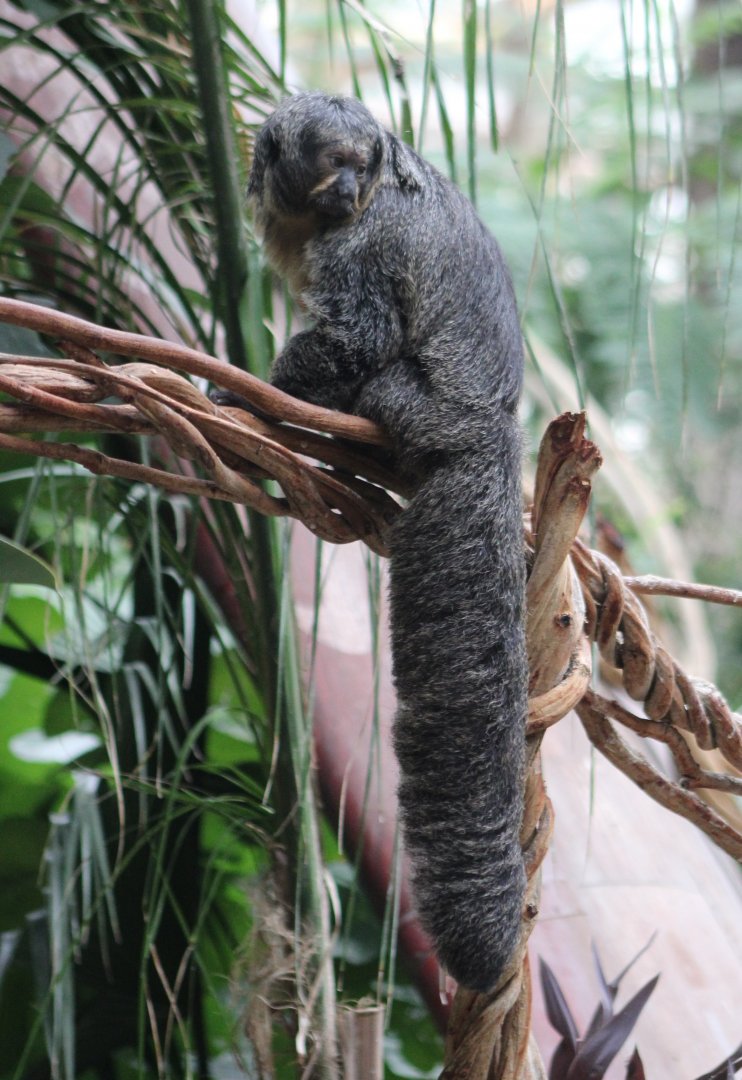 White-faced saki - female