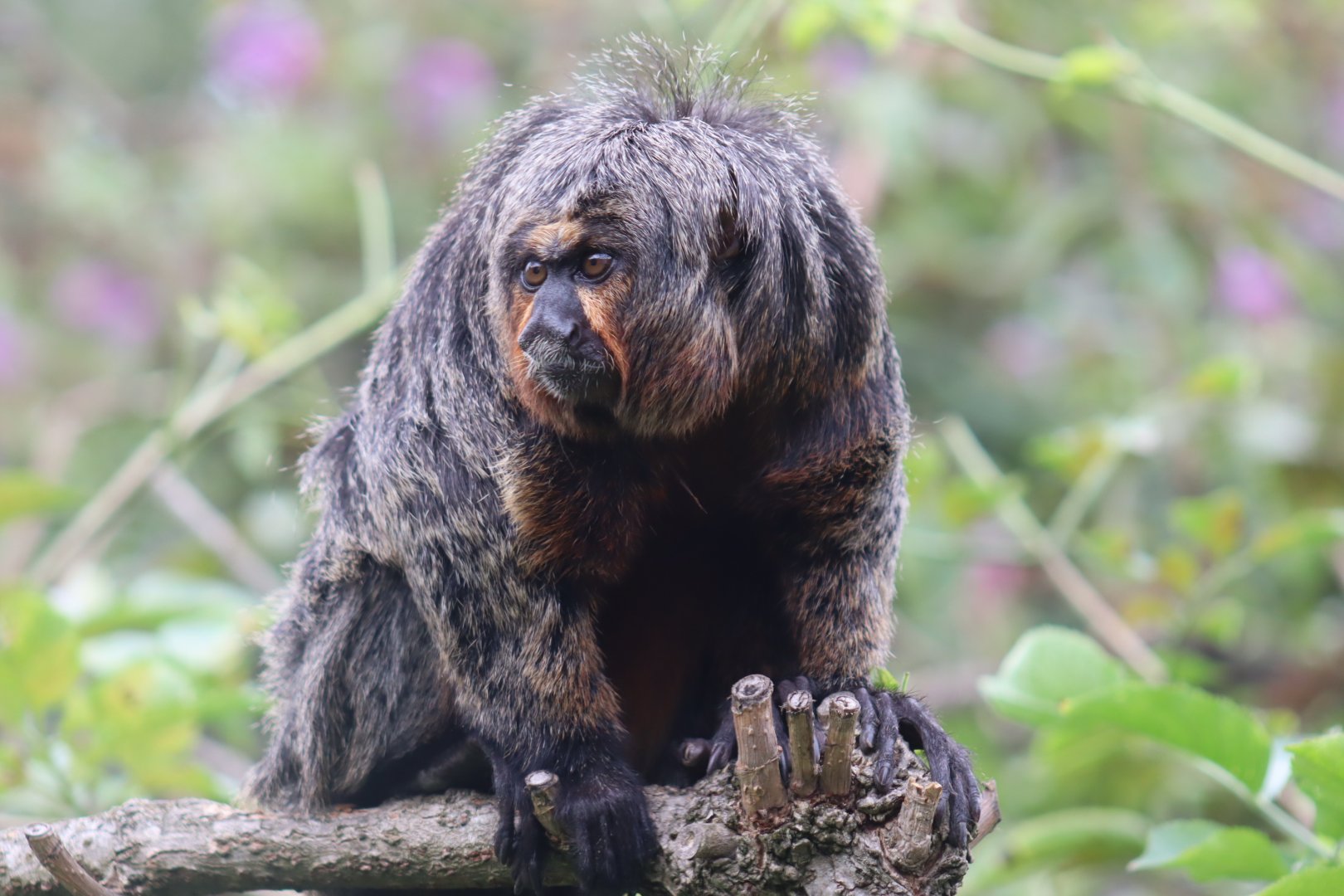 White-faced Saki, female