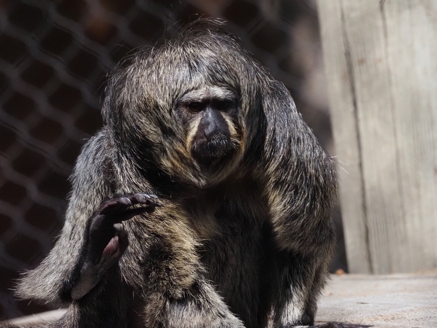 White-Faced Saki Female