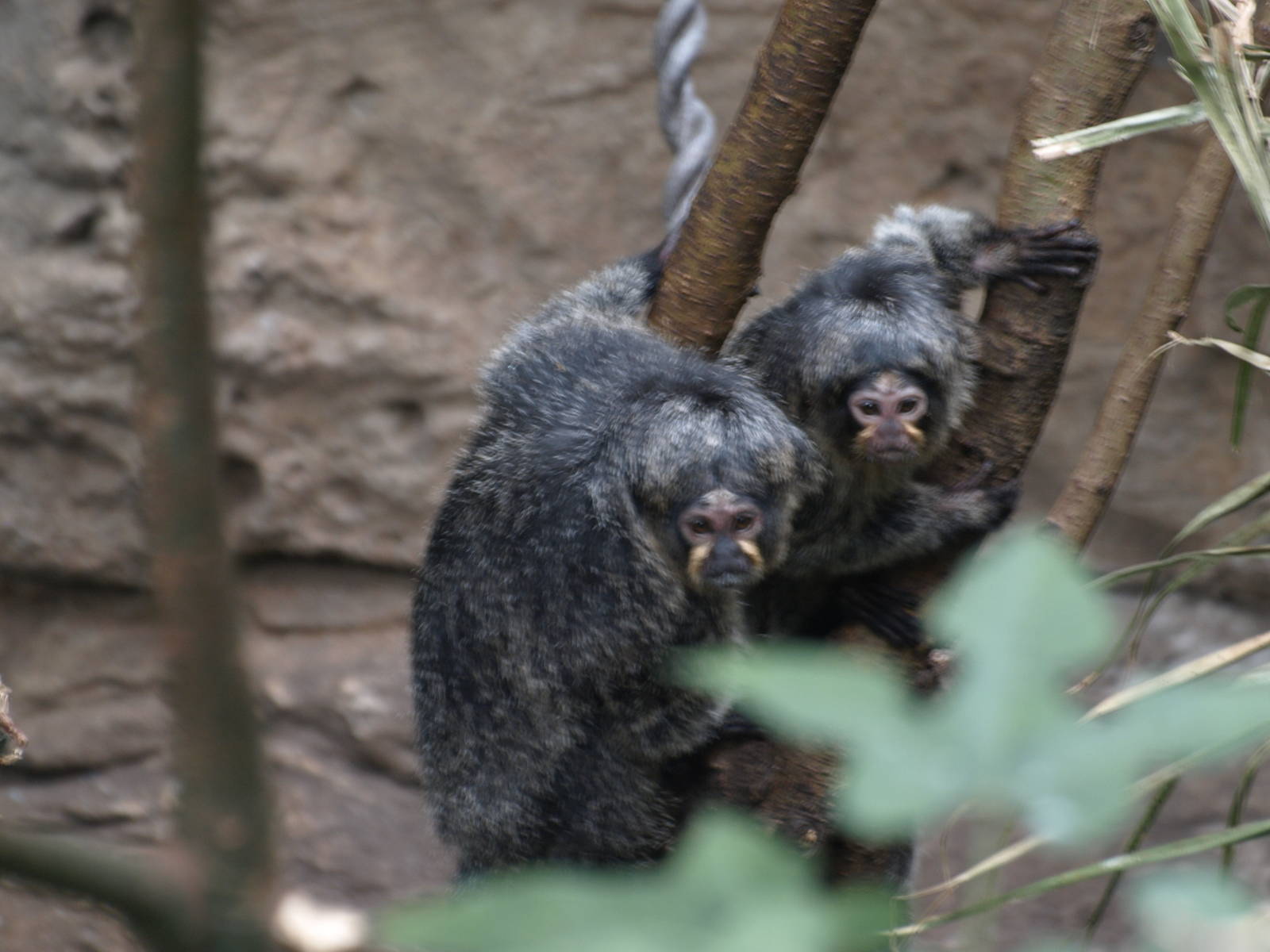 white faced saki females