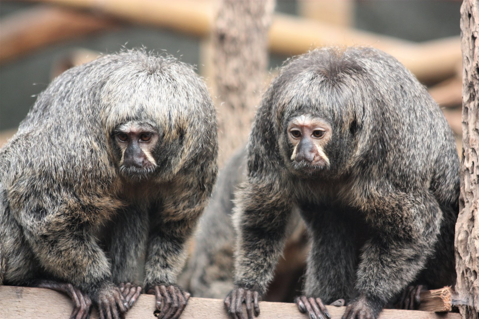 White-faced saki - Females