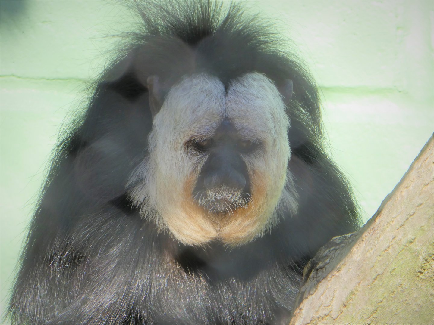 White-faced Saki - Gandolf