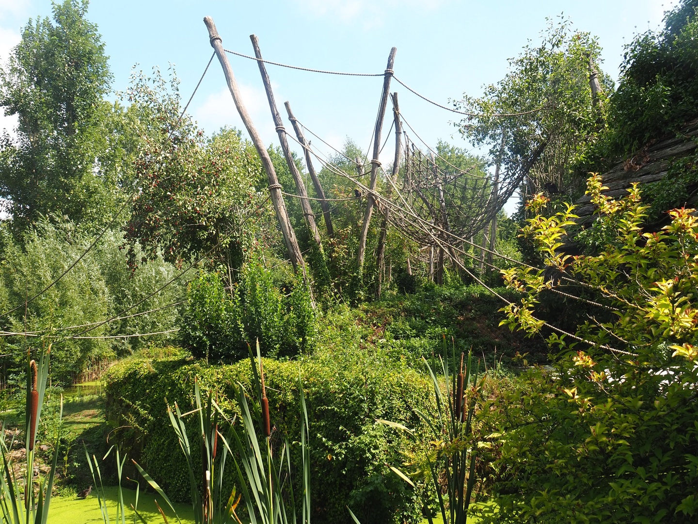 White-faced saki, Geoffroy's marmoset and Golden lion tamarin island, 2022-08-20