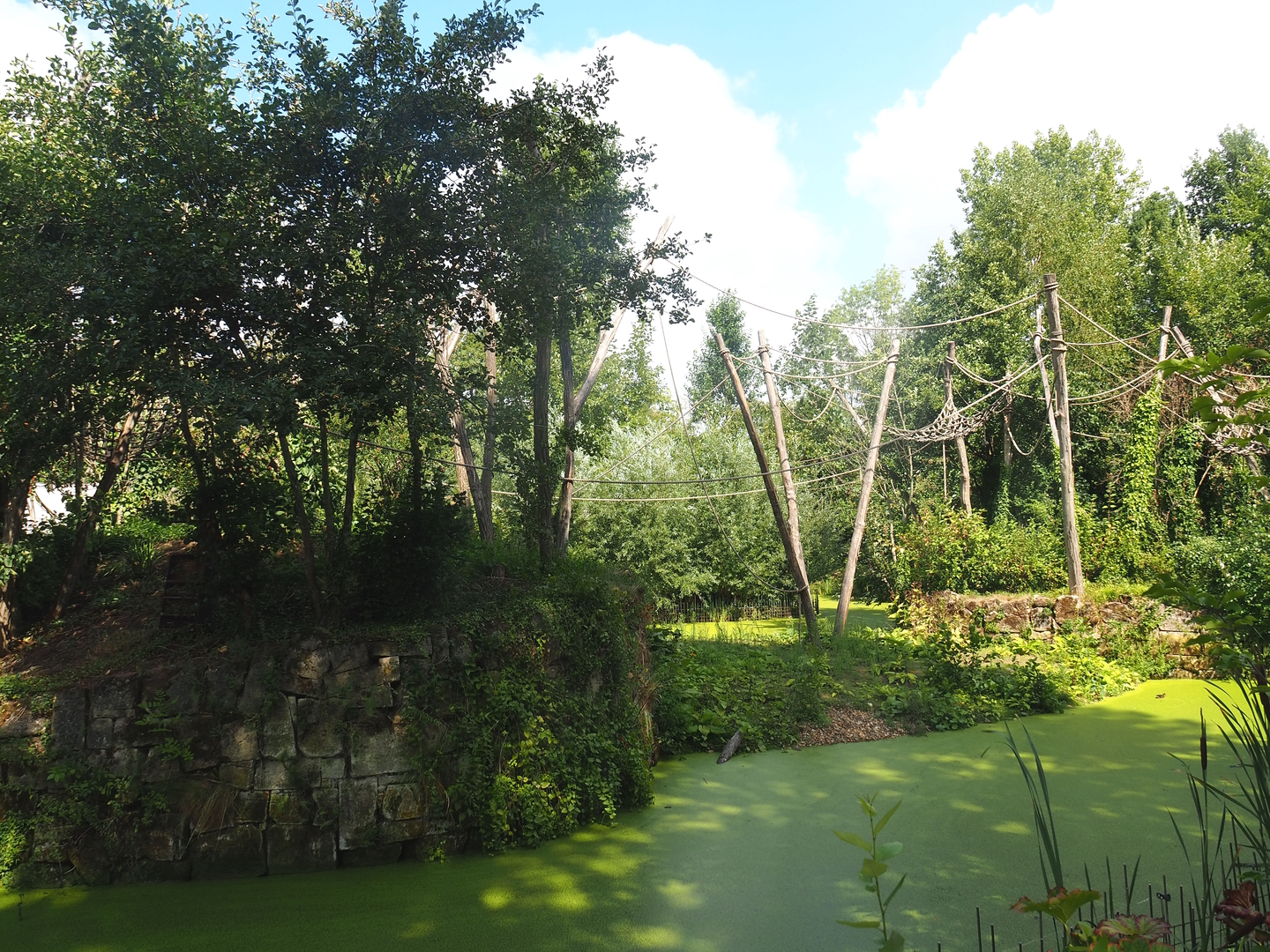 White-faced saki, Geoffroy's marmoset and Golden lion tamarin island, 2022-08-20