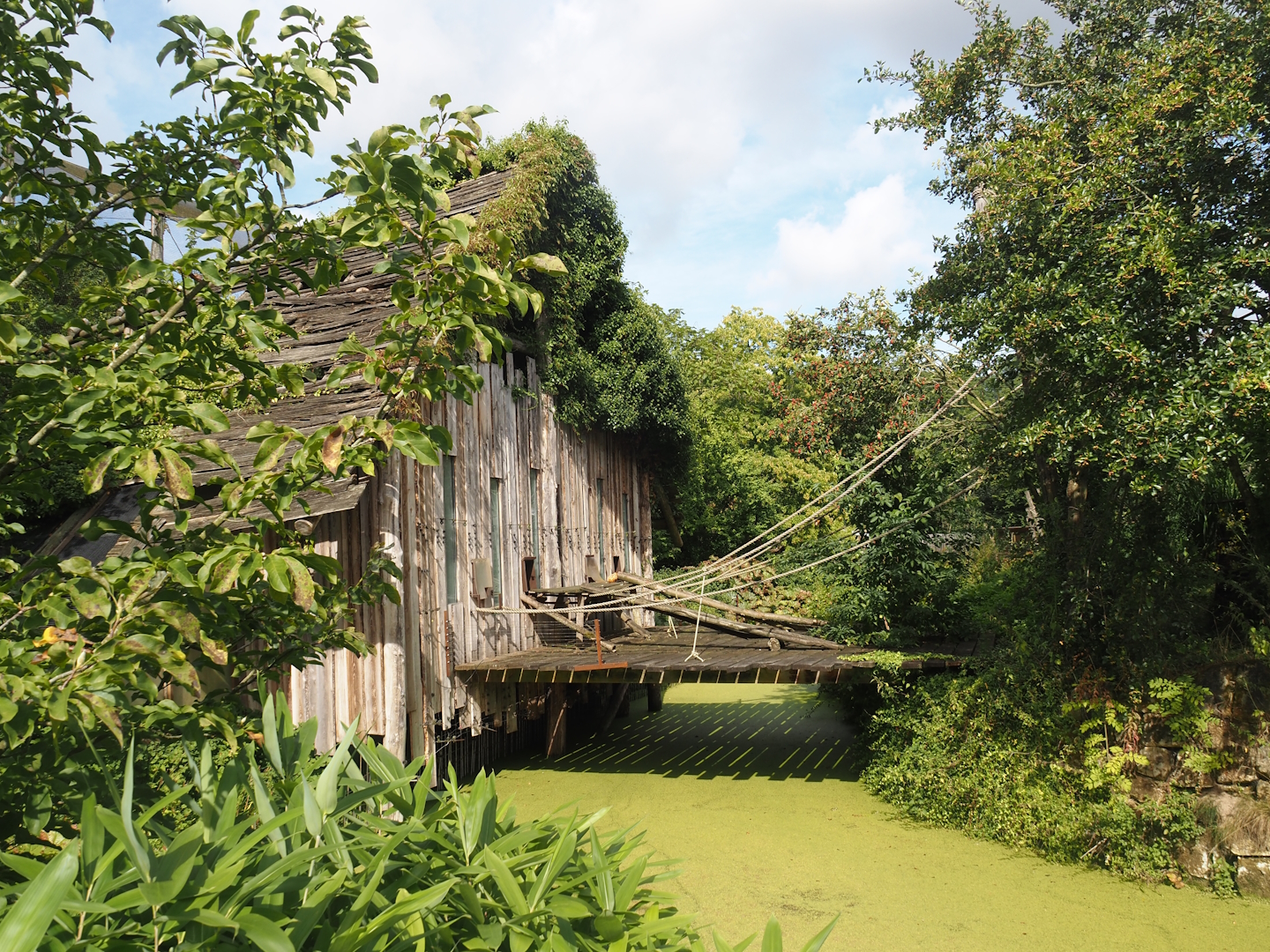 White-faced saki, Golden lion tamarin and Geoffroy's marmoset house and island, 2024-08-21