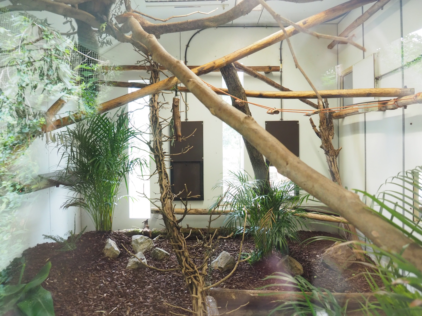 White-faced saki, Golden lion tamarin and Geoffroy's marmoset indoor housing, 2023-07-18