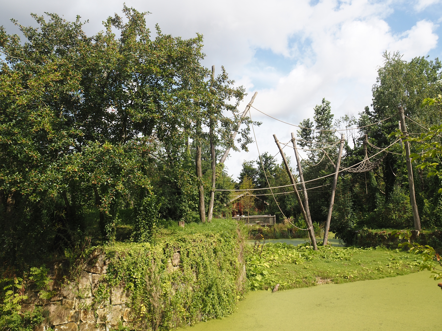 White-faced saki, Golden lion tamarin and Geoffroy's marmoset island, with capybara access to lower area, 2024-08-21