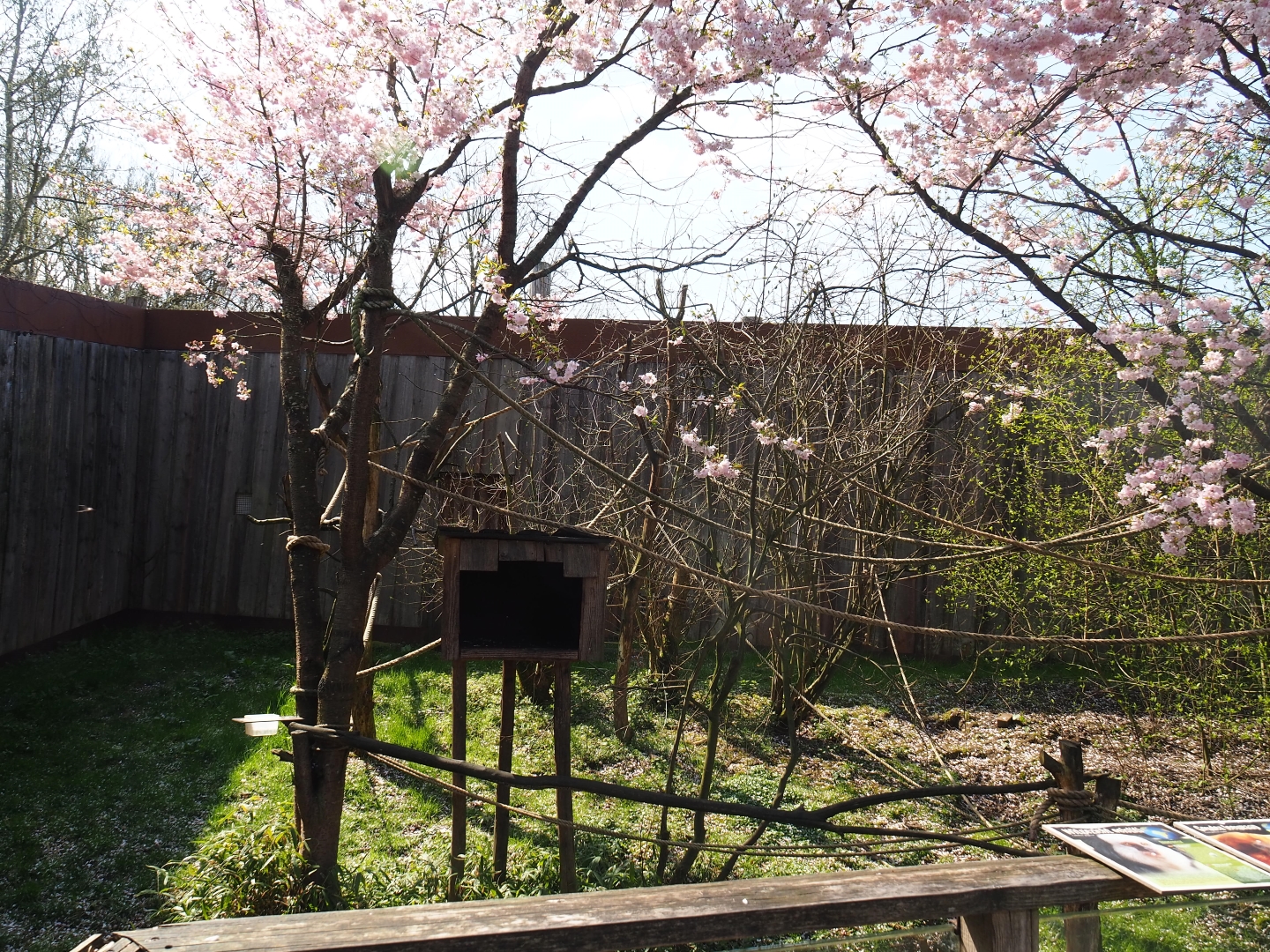 White-faced saki - Golden lion tamarin - Grey-winged trumpeter exhibit, 2019-03-30