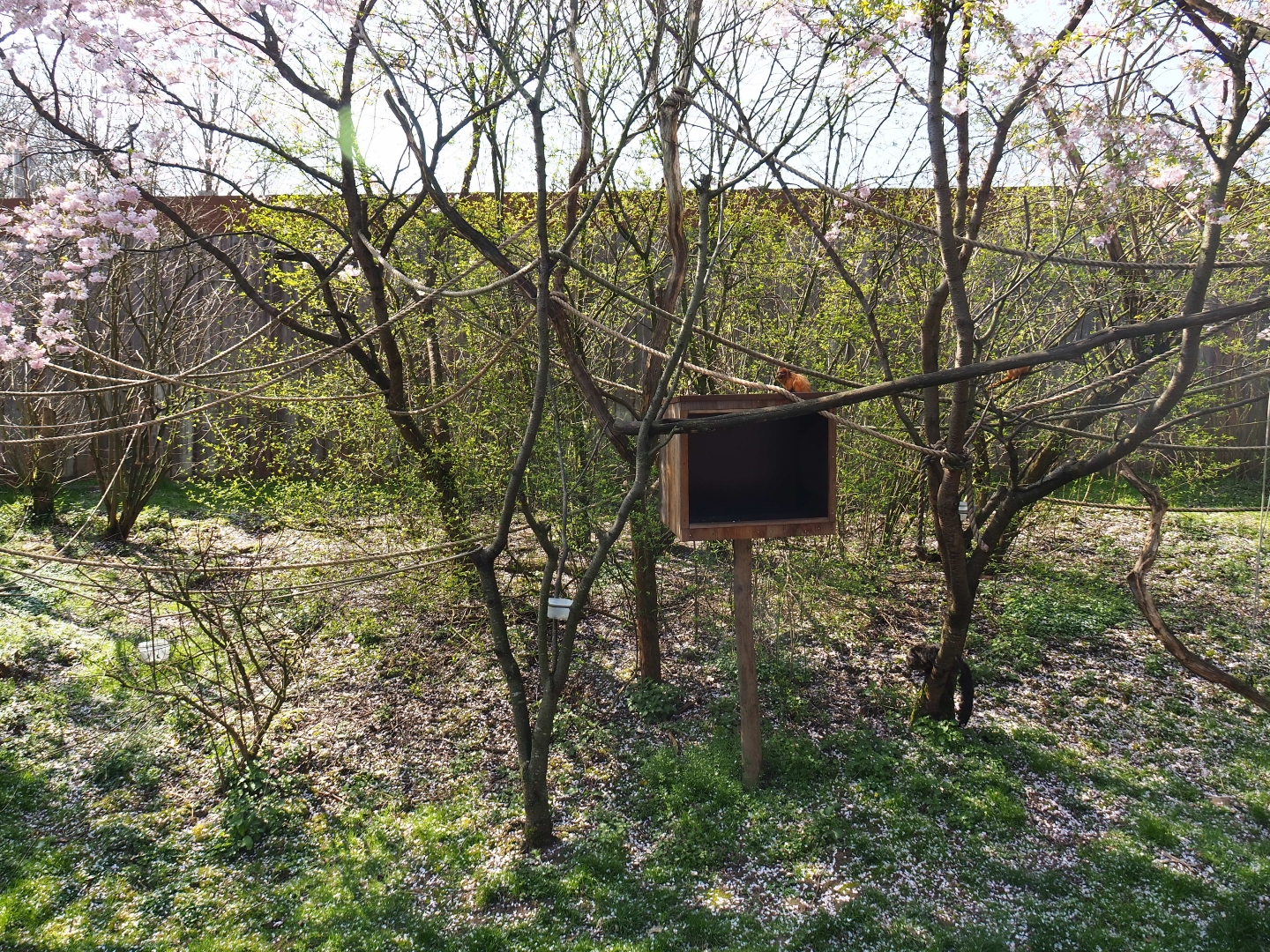 White-faced saki - Golden lion tamarin - Grey-winged trumpeter exhibit, 2019-03-30