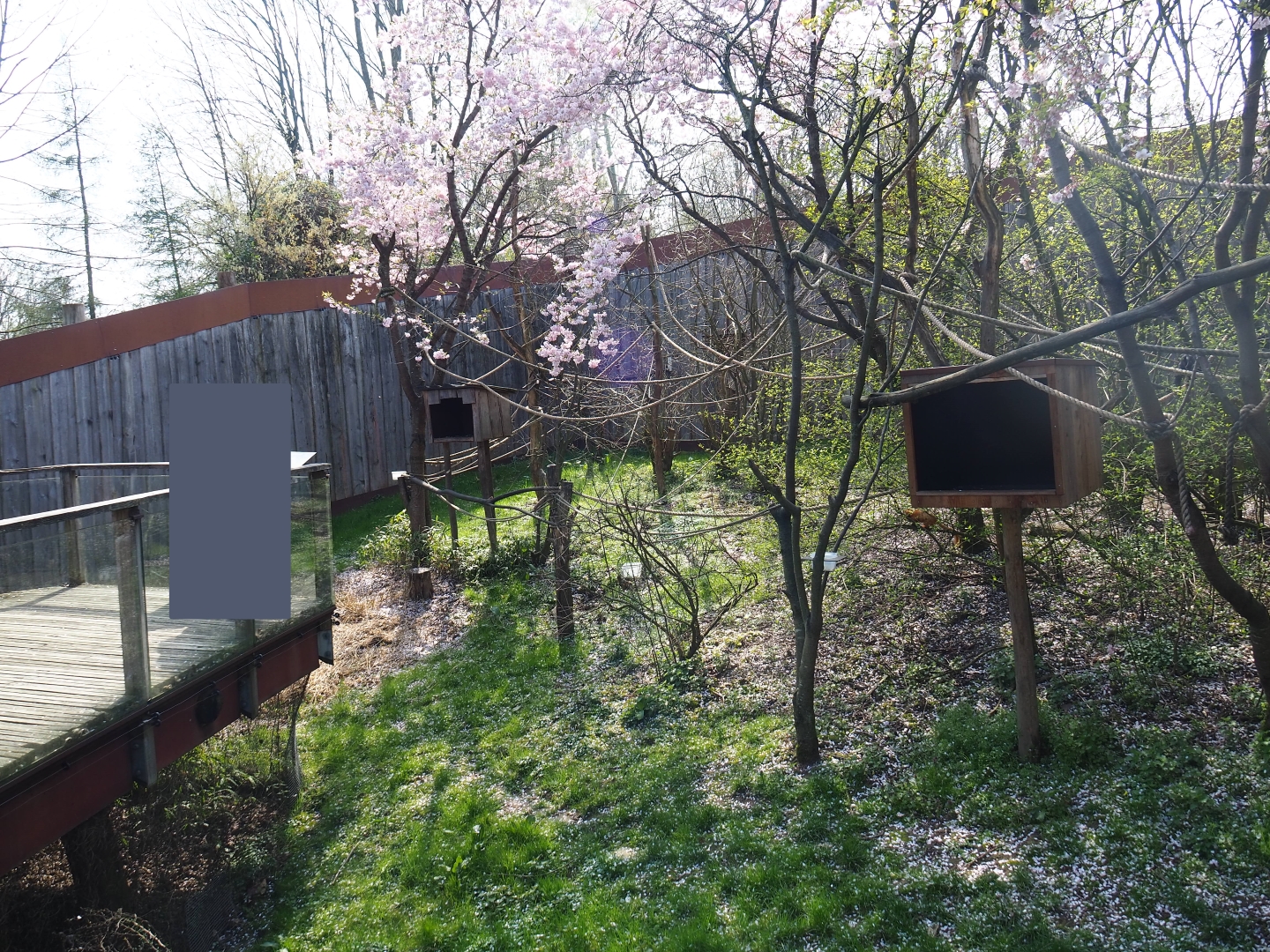 White-faced saki - Golden lion tamarin - Grey-winged trumpeter exhibit, 2019-03-30