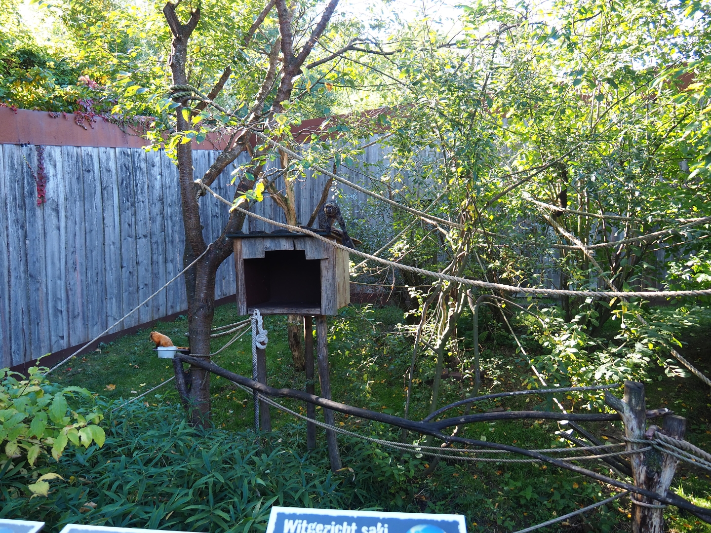 White-faced saki - Golden lion tamarin - Grey-winged trumpeter exhibit (Oct 13th, 2018)