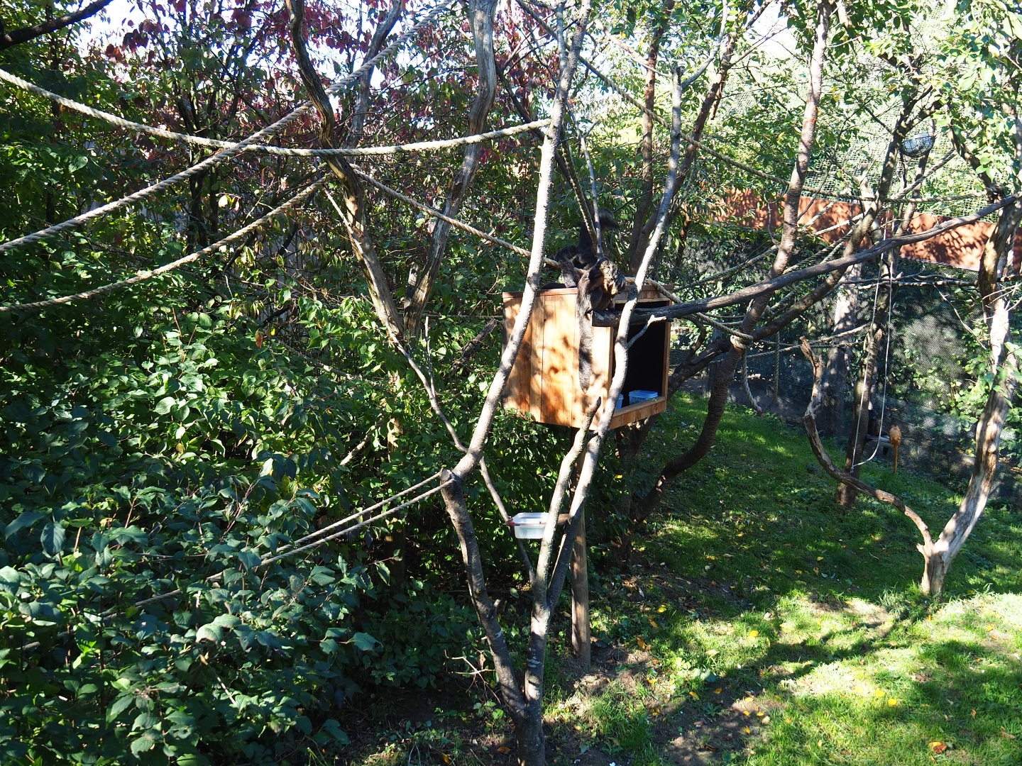 White-faced saki - Golden lion tamarin - Grey-winged trumpeter exhibit (Oct 13th, 2018)