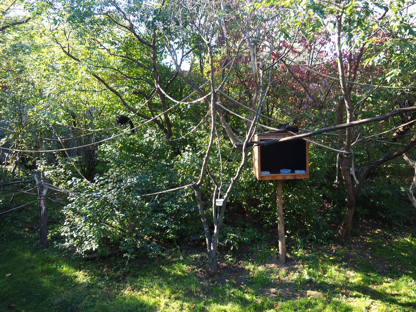White-faced saki - Golden lion tamarin - Grey-winged trumpeter exhibit (Oct 13th, 2018)