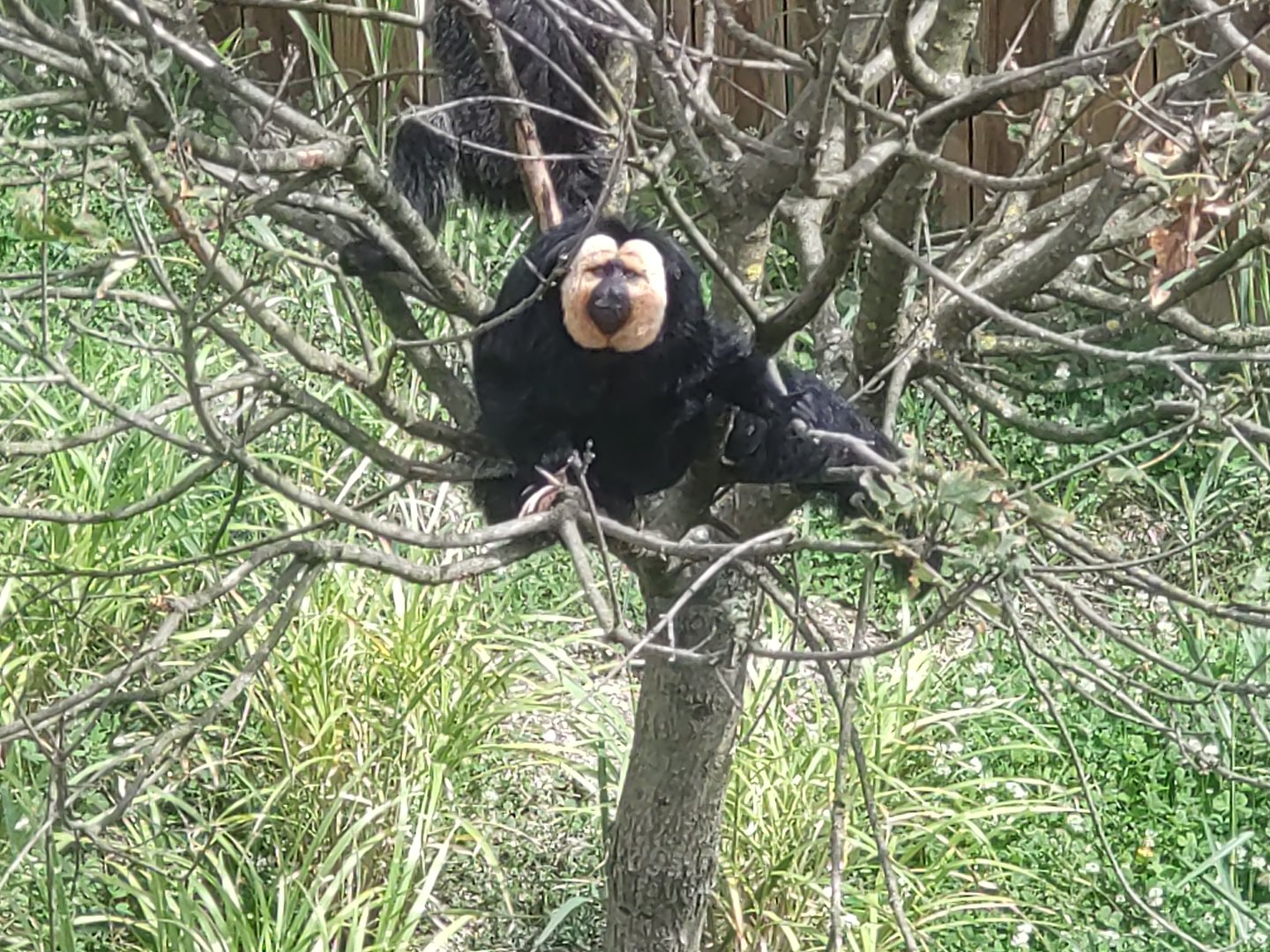 White faced saki in south American aviary