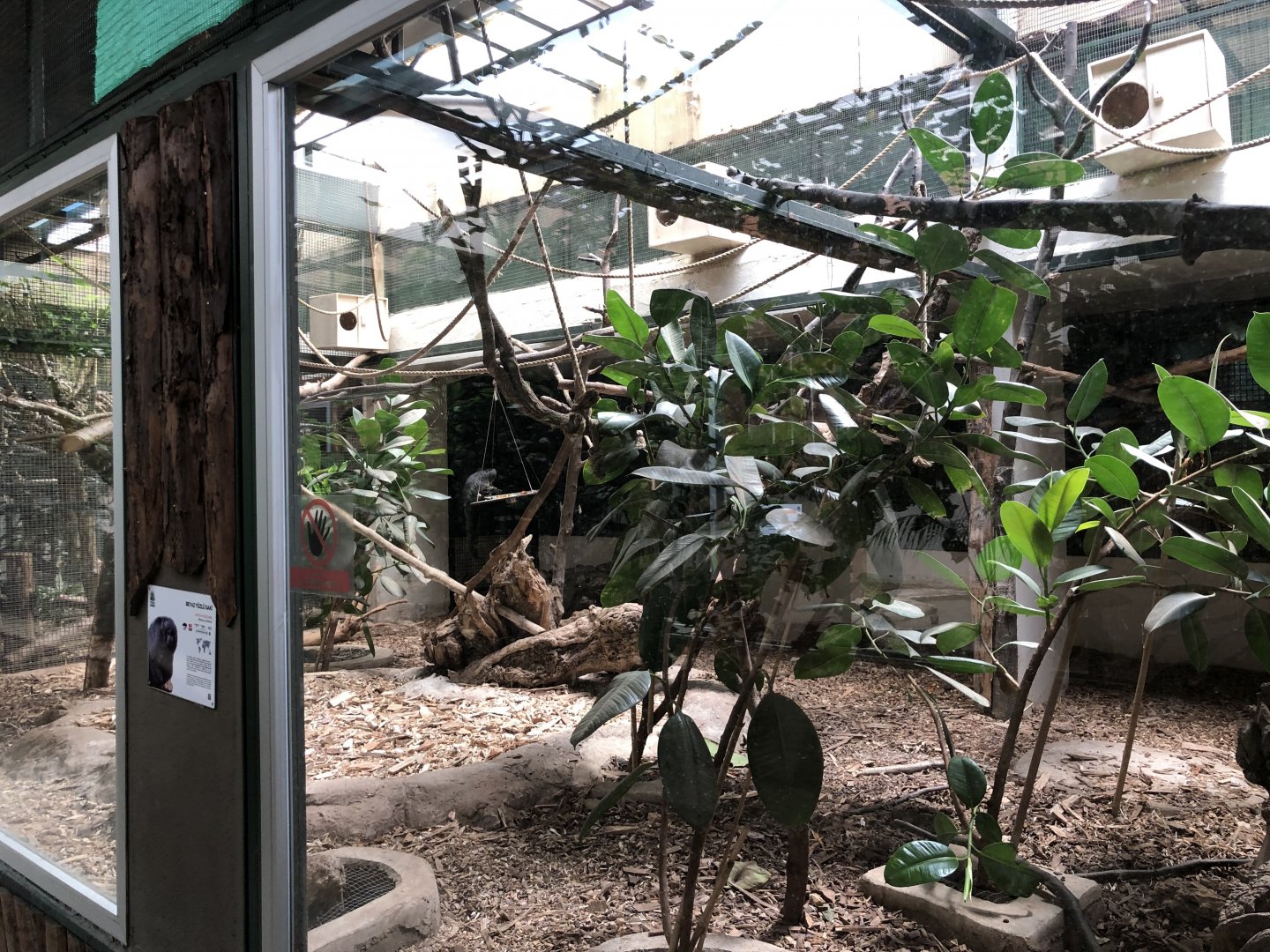 White faced saki indoor exhibit